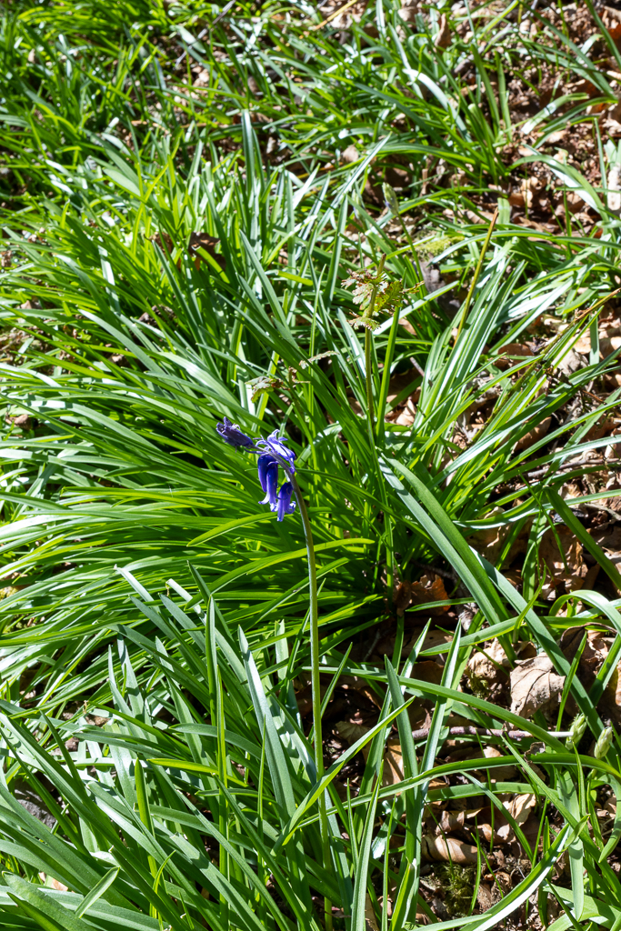 Wild bluebells starting to grow along the path at Ashcombe Gardens in Simonsbath, Exmoor.
