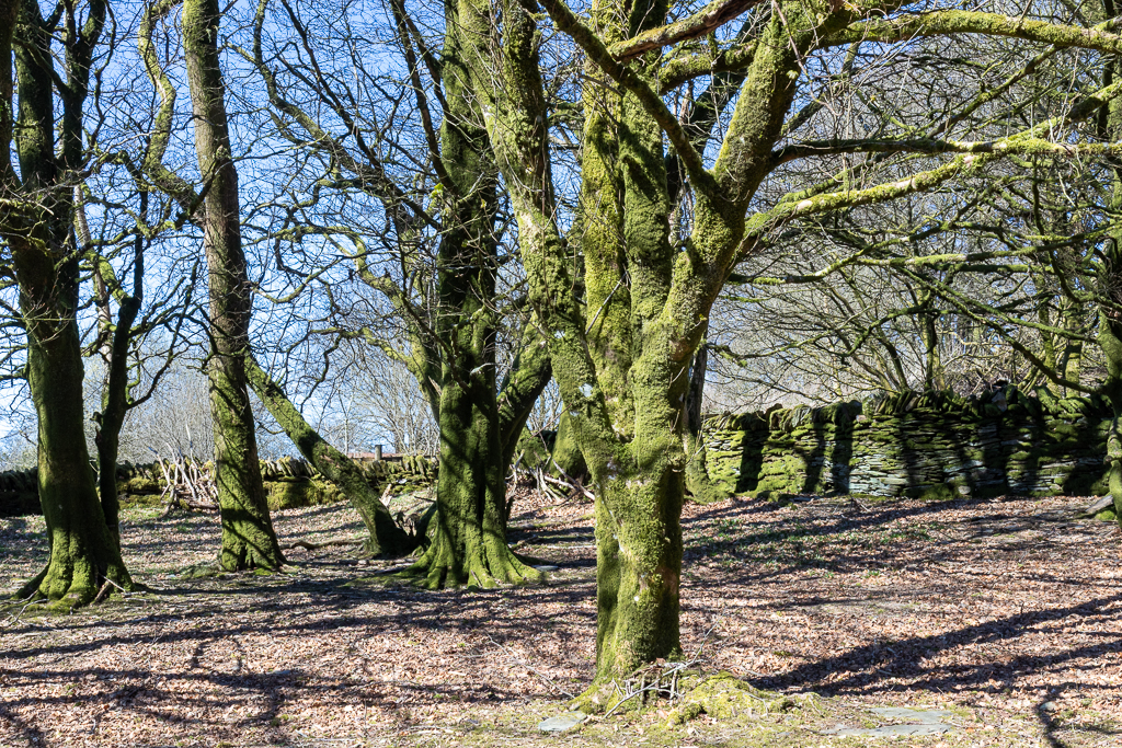 Large trees covered in light green moss. Ashcome gardens project in Simonsbath, Exmoor. A beautiful wild garden open to the public and ran by a group of local volunteers and Exmoor National Park.