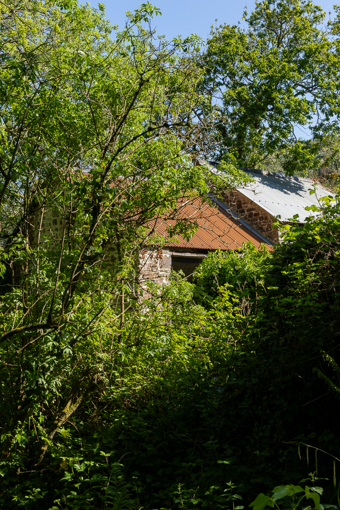 A log house peaks through the tree in Peppercombe valley. The roof of the log house is terracotta tiles and the wall is cobbled stones.