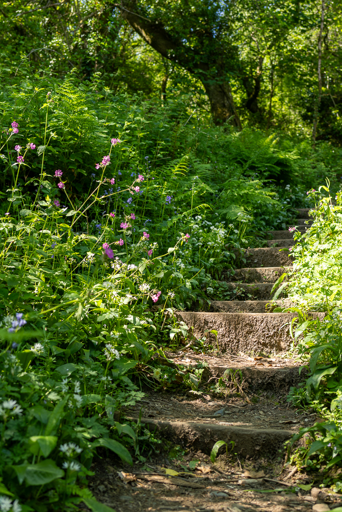 A set of stairs along a nature trail have wildflowers spilling over them. The stairs are along the Peppercombe valley south west coastal walk.