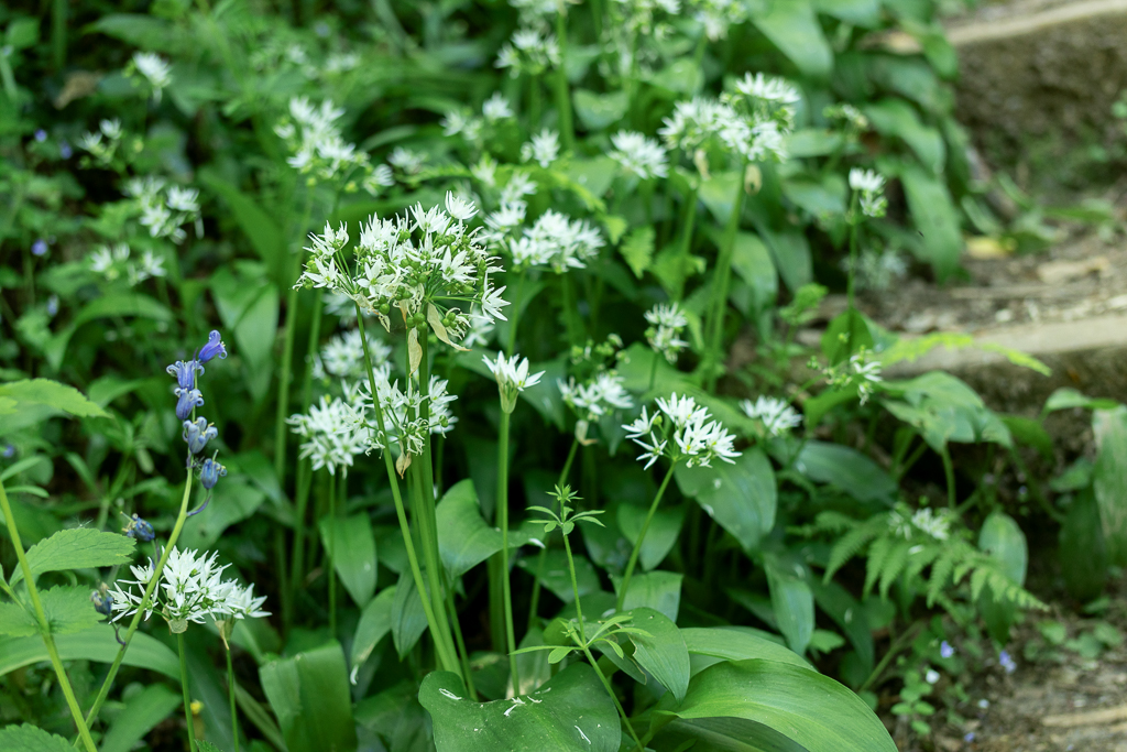 Image of natural wild garlic along a nature path in Peppercombe, north Devon. The long green stems have burst of small white petals.