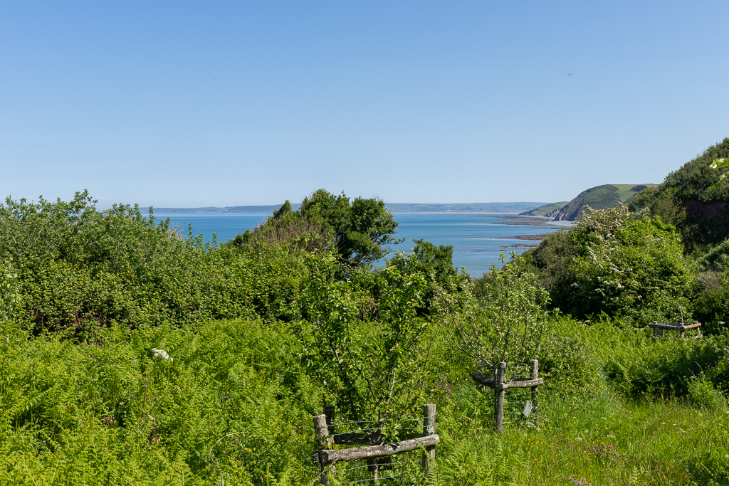 The view from peppercombe valley over to peppercombe beach from a local orchard. The greener is a vivid colour and the sky a bright blue without a cloud in it. In the distance you can see the headland and pebbled beach.